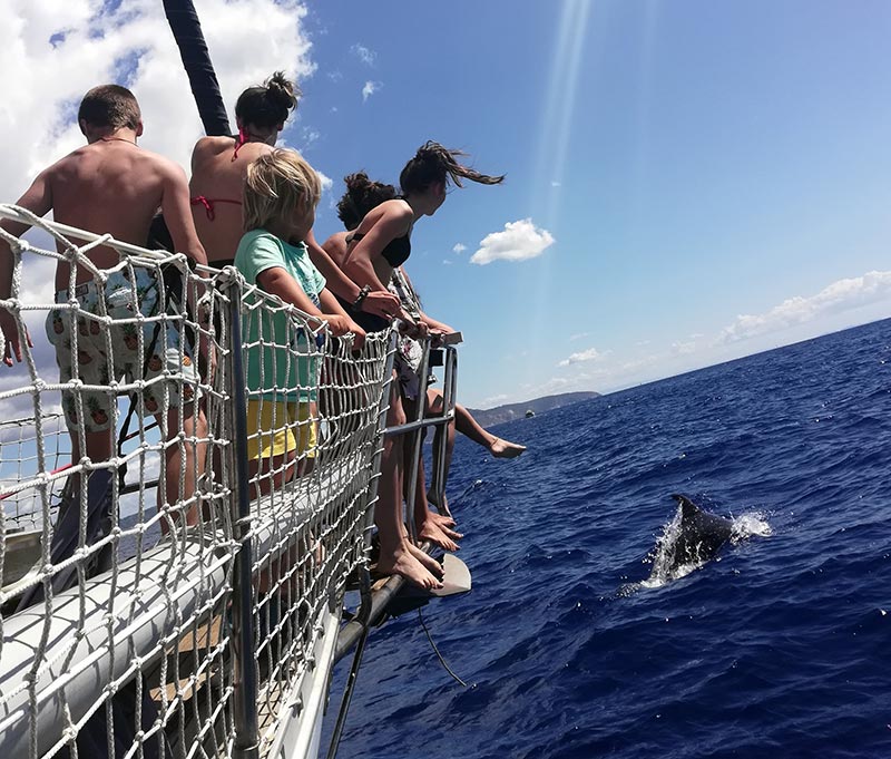 Avvistamento cetacei